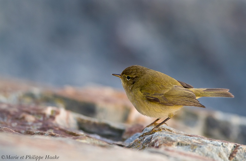 Pouillot veloce 1845_wm.jpg - Pouillot véloce - Common Chiffchaff - Phylloscopus collybita(Bretagne, France, janvier 2011)
